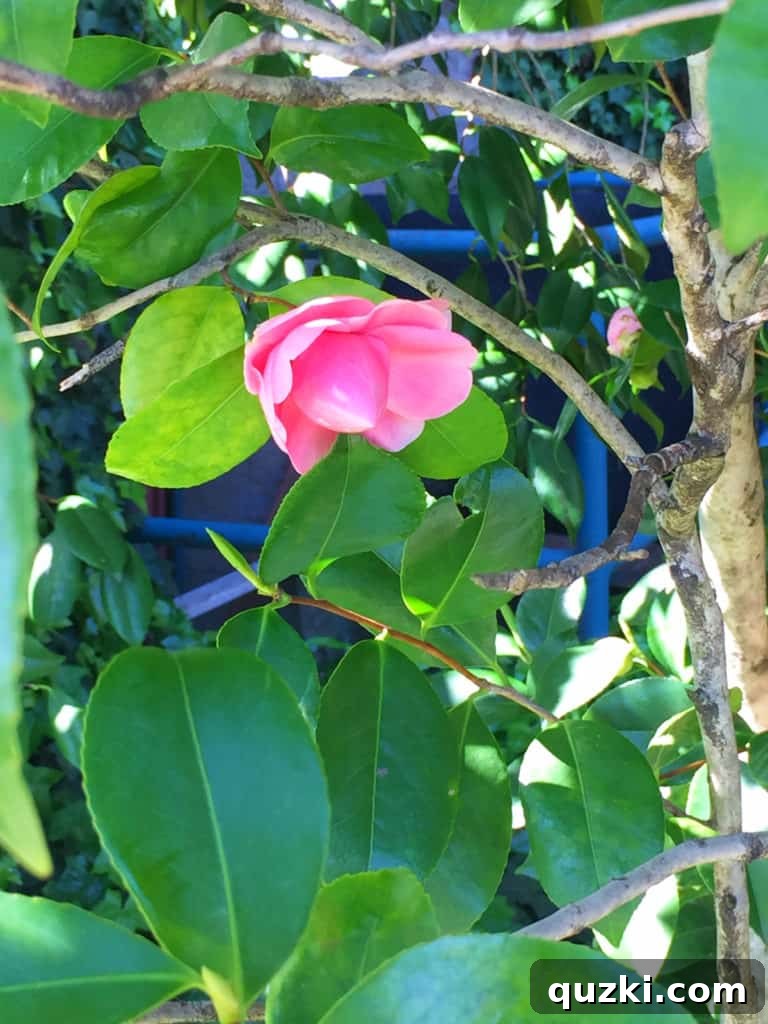 Beautiful blooming flowers and lush greenery in Napa Valley