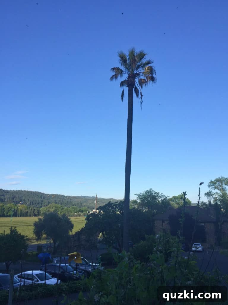 View of a charming street in Calistoga with palm trees and shops