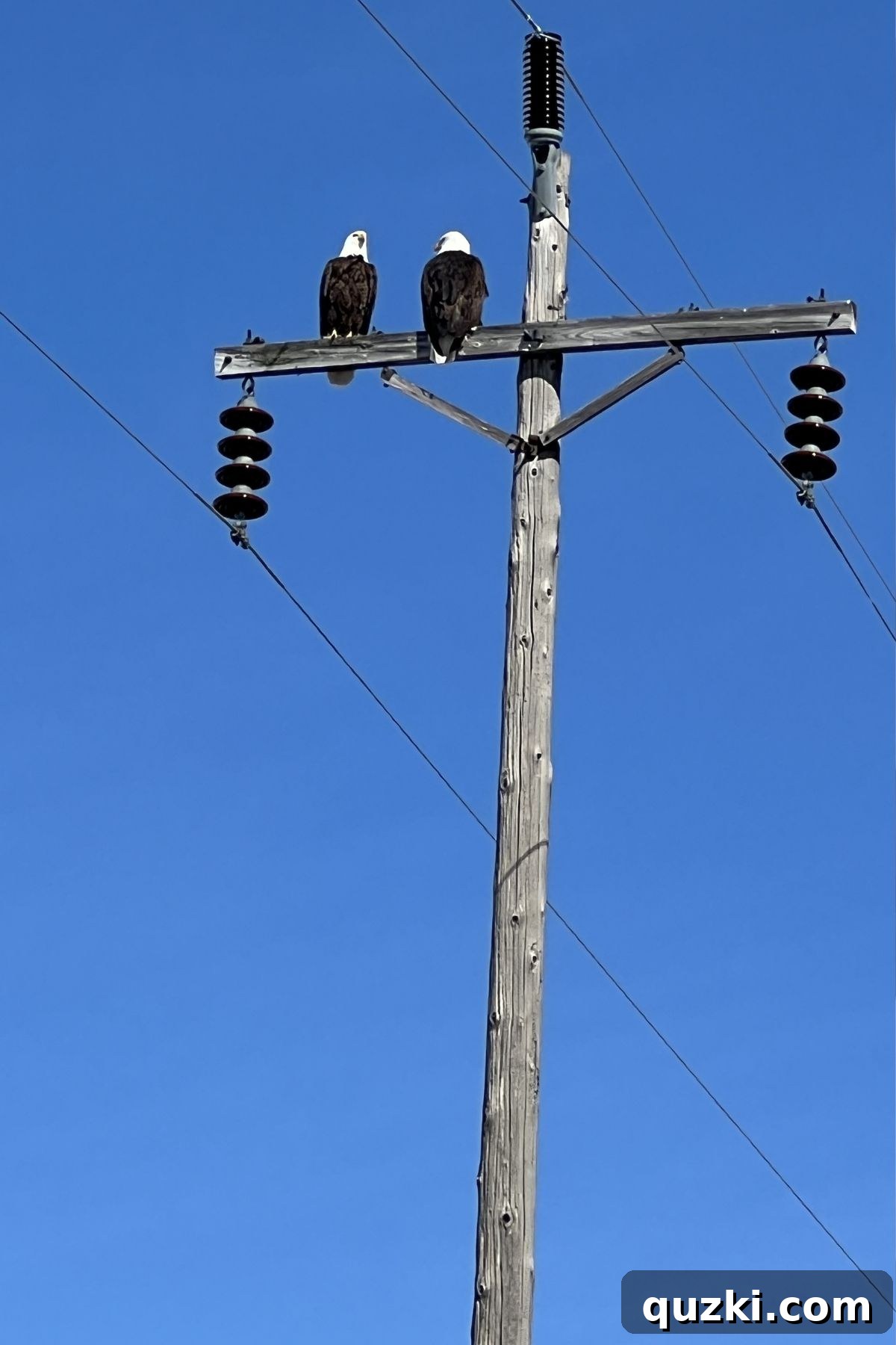 Why Early Morning Walks Transform Your Day 3 Two bald eagles on a telephone pole.